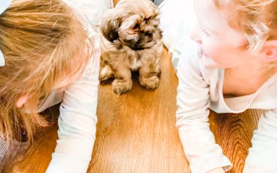 # 30 Socialization tips for Puppies