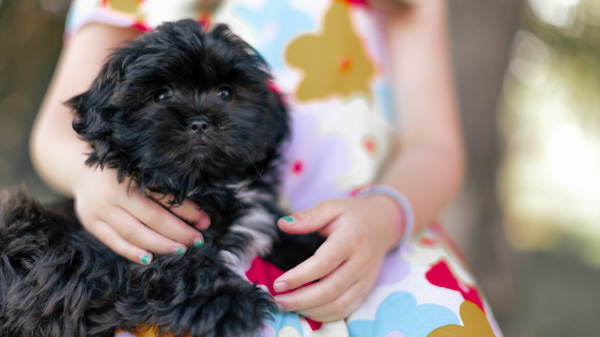 habibi bear puppy in spokane wa