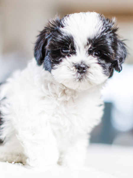 Shih Tzu