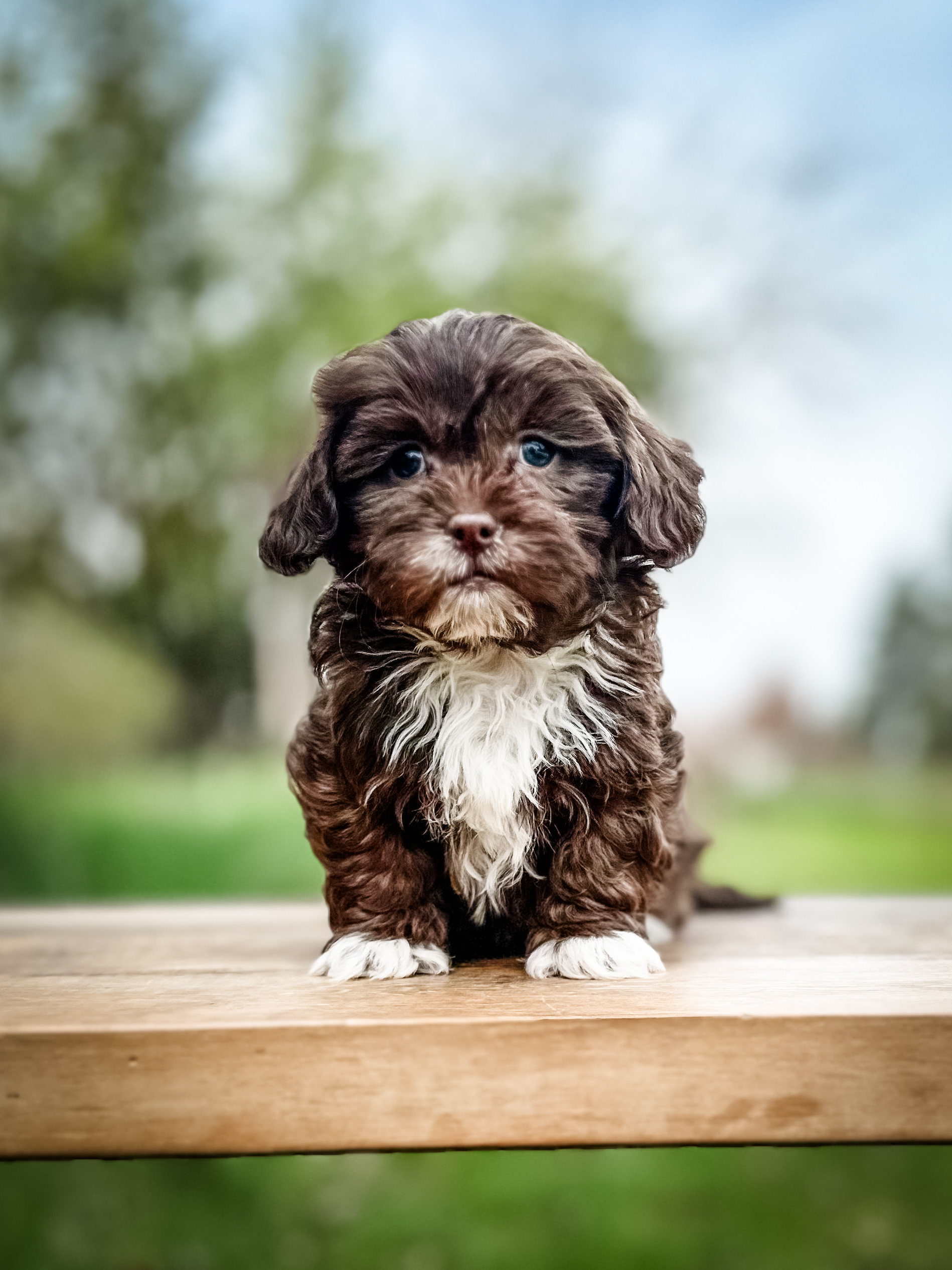 chocolate tuxedo habibi bear puppy