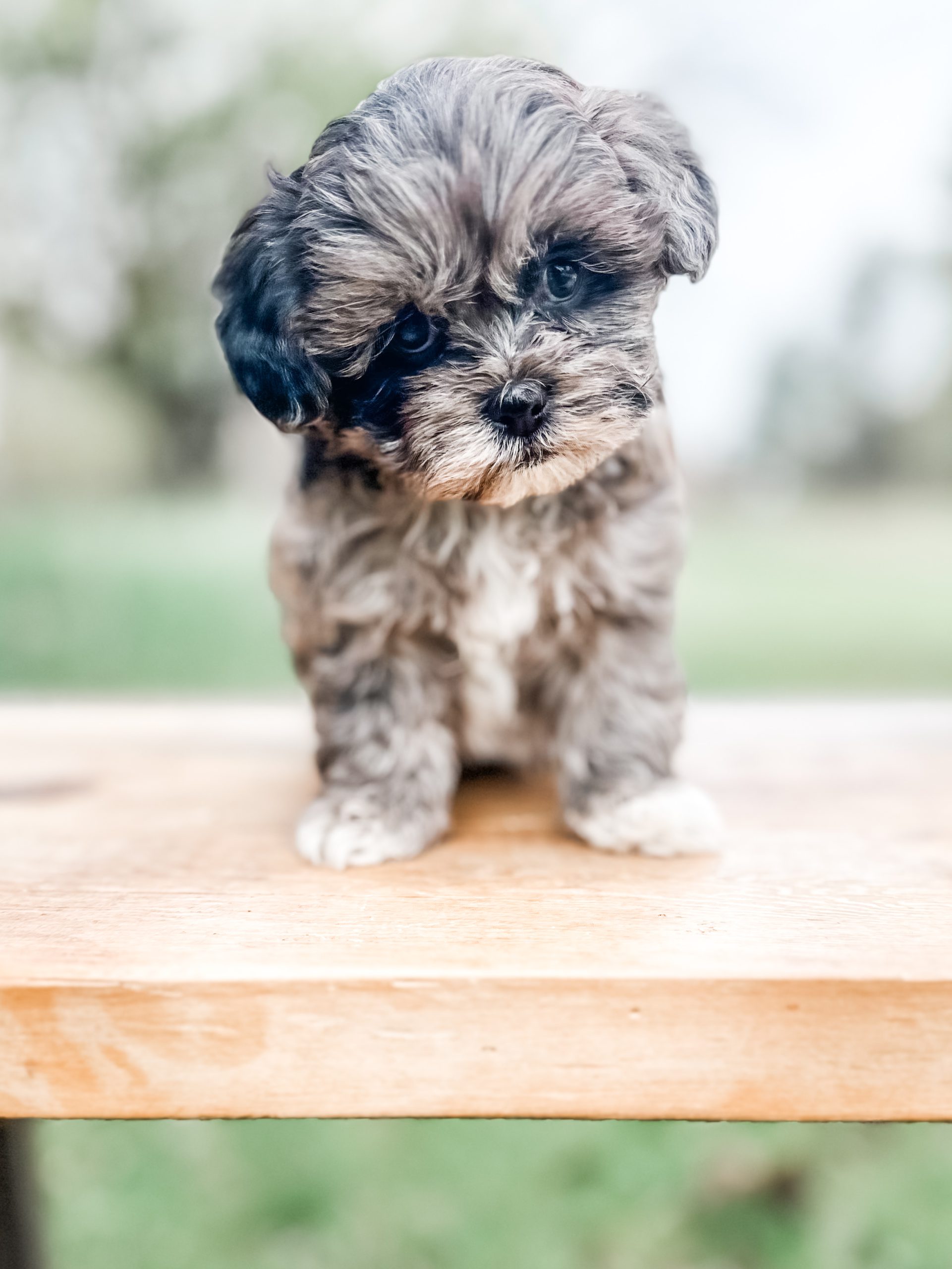 blue merle habibi bear puppy teddy bear puppies