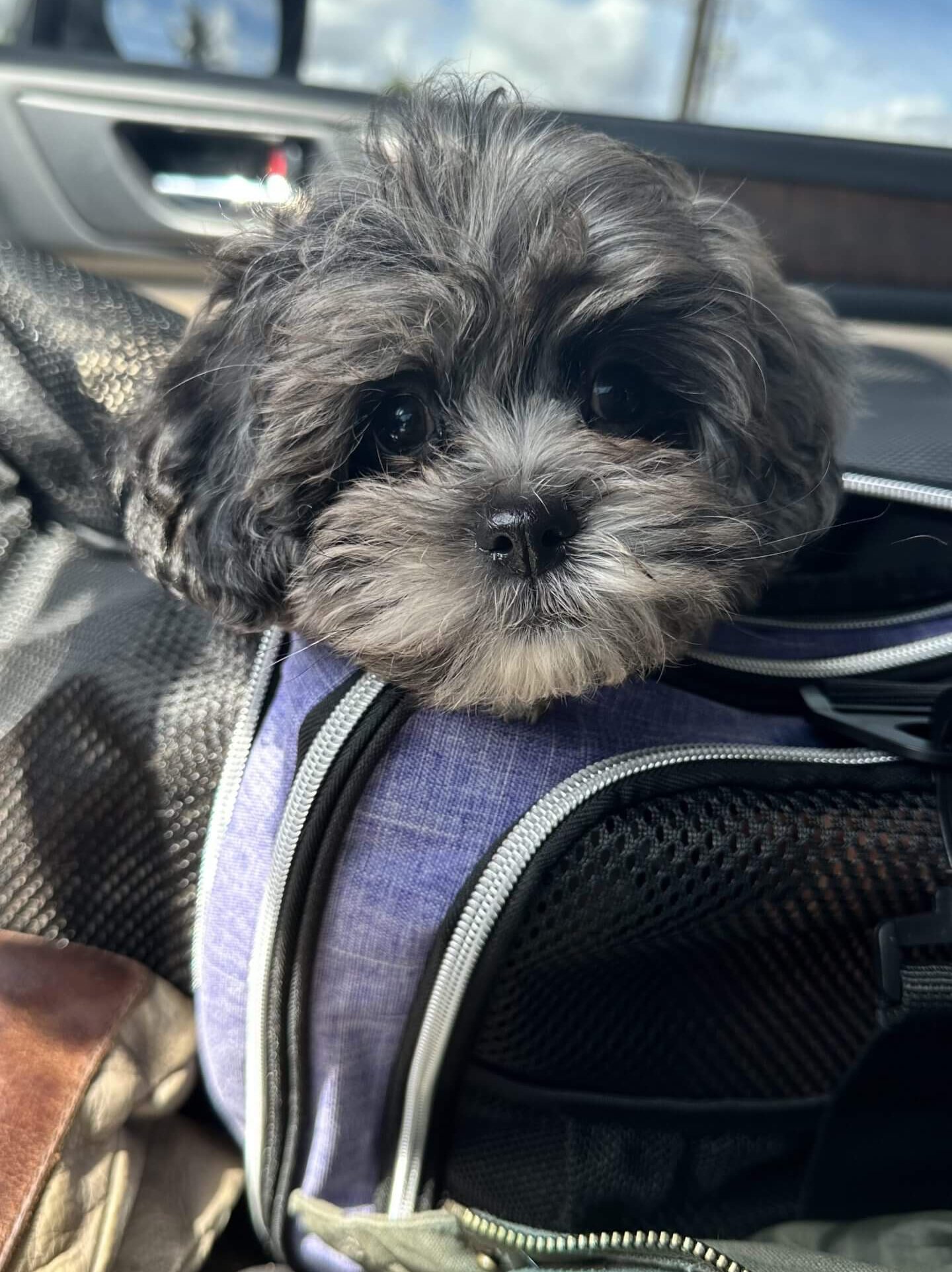 habibi bear puppy therapy dog