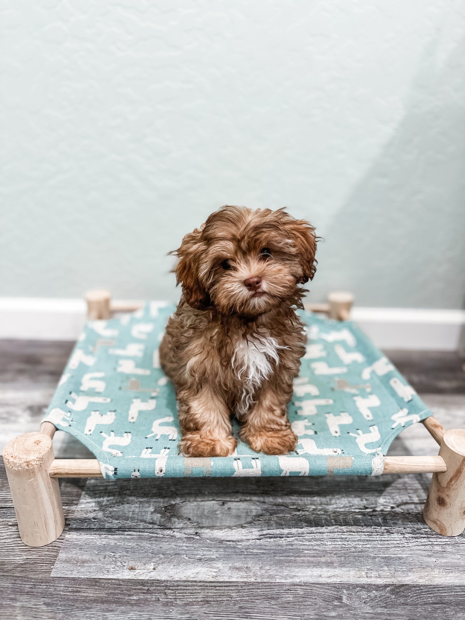 cute habibi bear puppy chocolate phantom tuxedo 