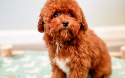 GoldenDoodle