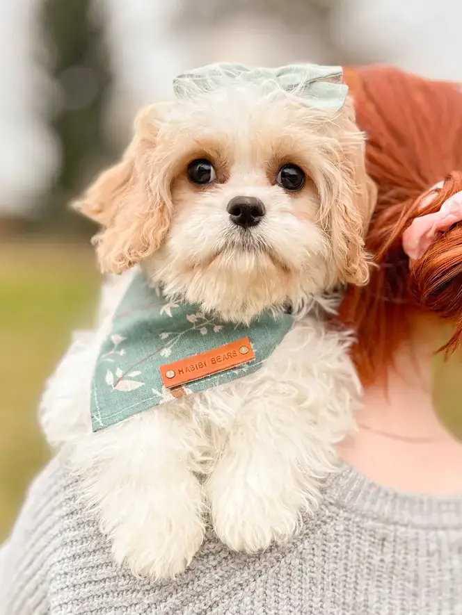 Sable hypoallergenic teacup Habibi Bear Puppy