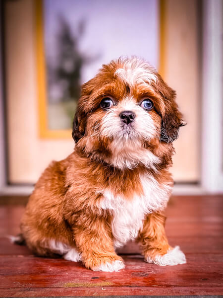 blue merle tuxedo Habibi Bear