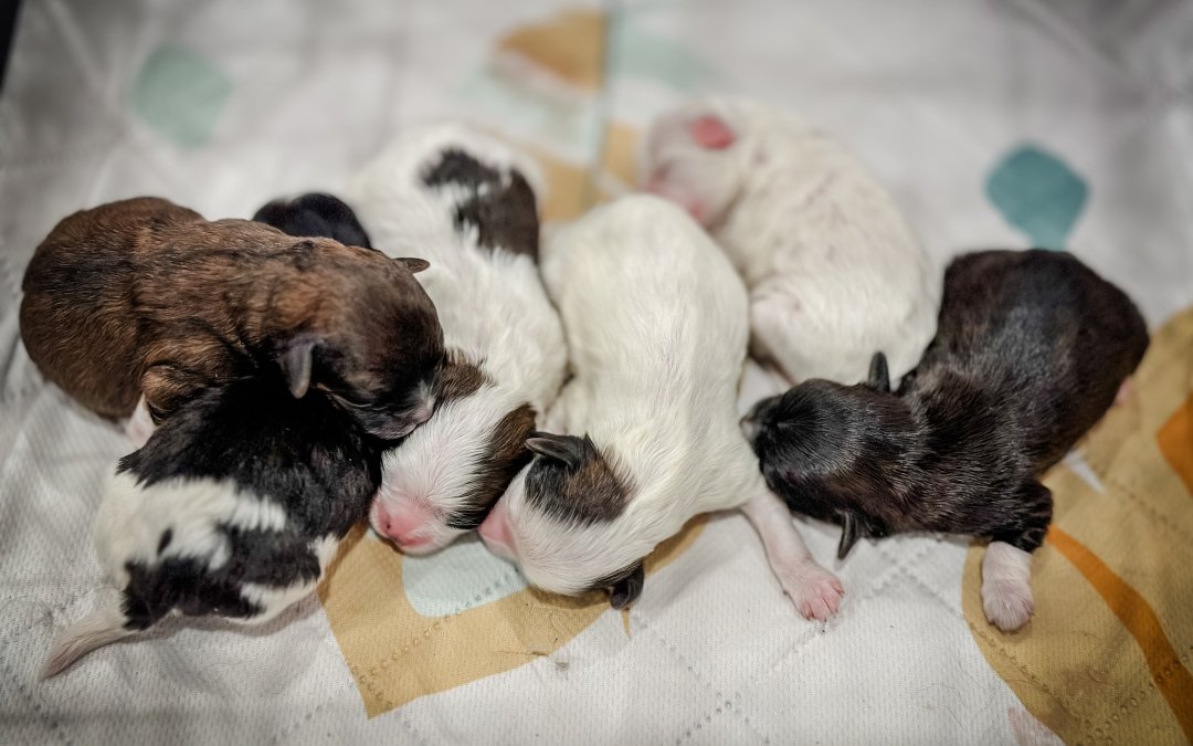 Scarlett’s Teacup Habibi Bears: The Full Moon Litter