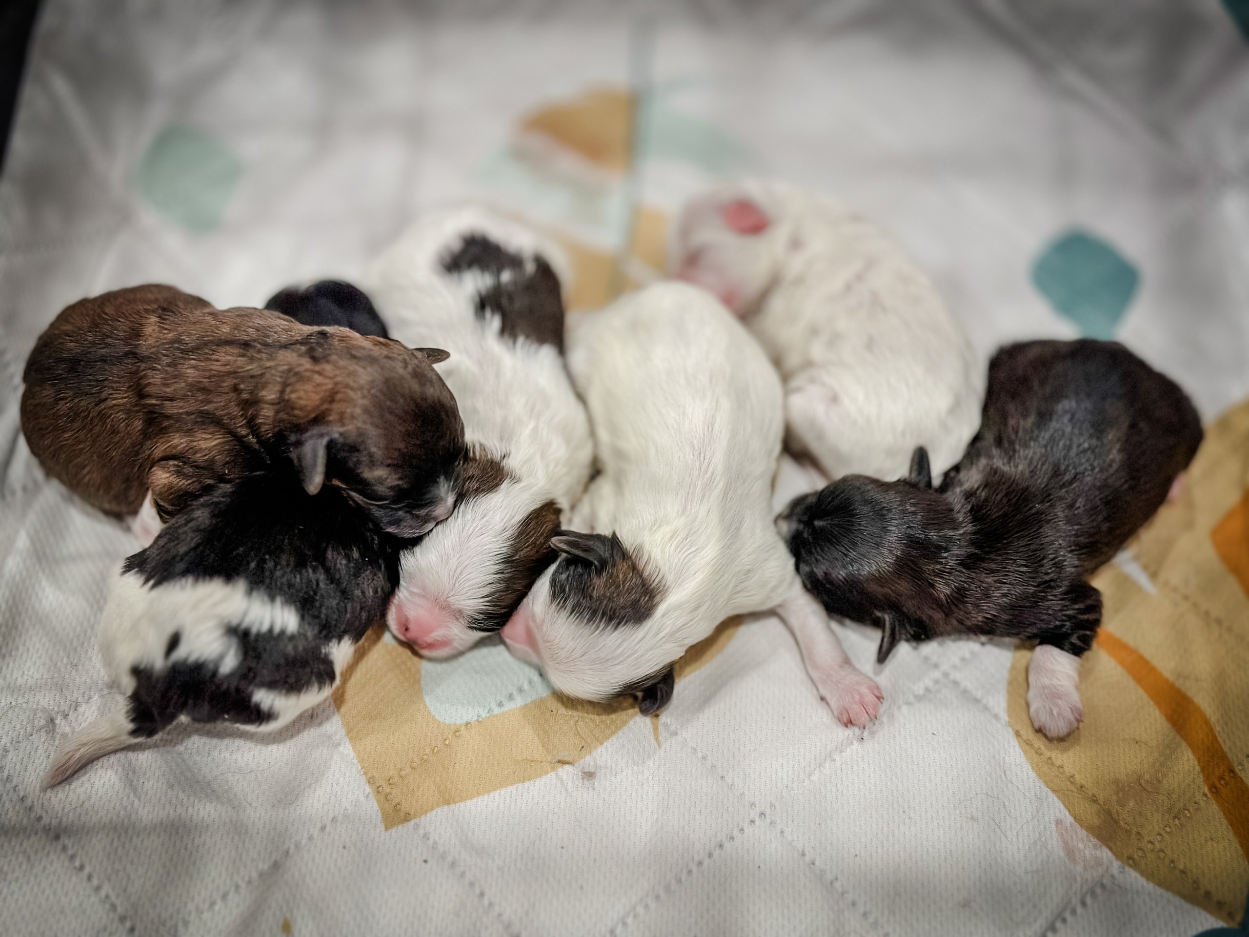 Scarlett's teacup Habibi Bear Puppies