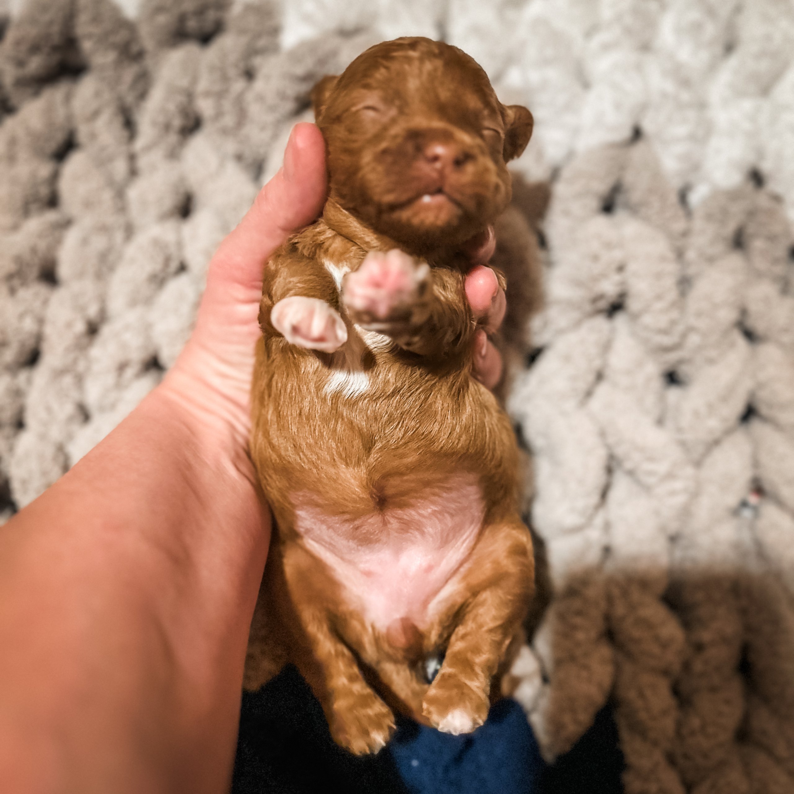 habibi bear puppy therapy dog