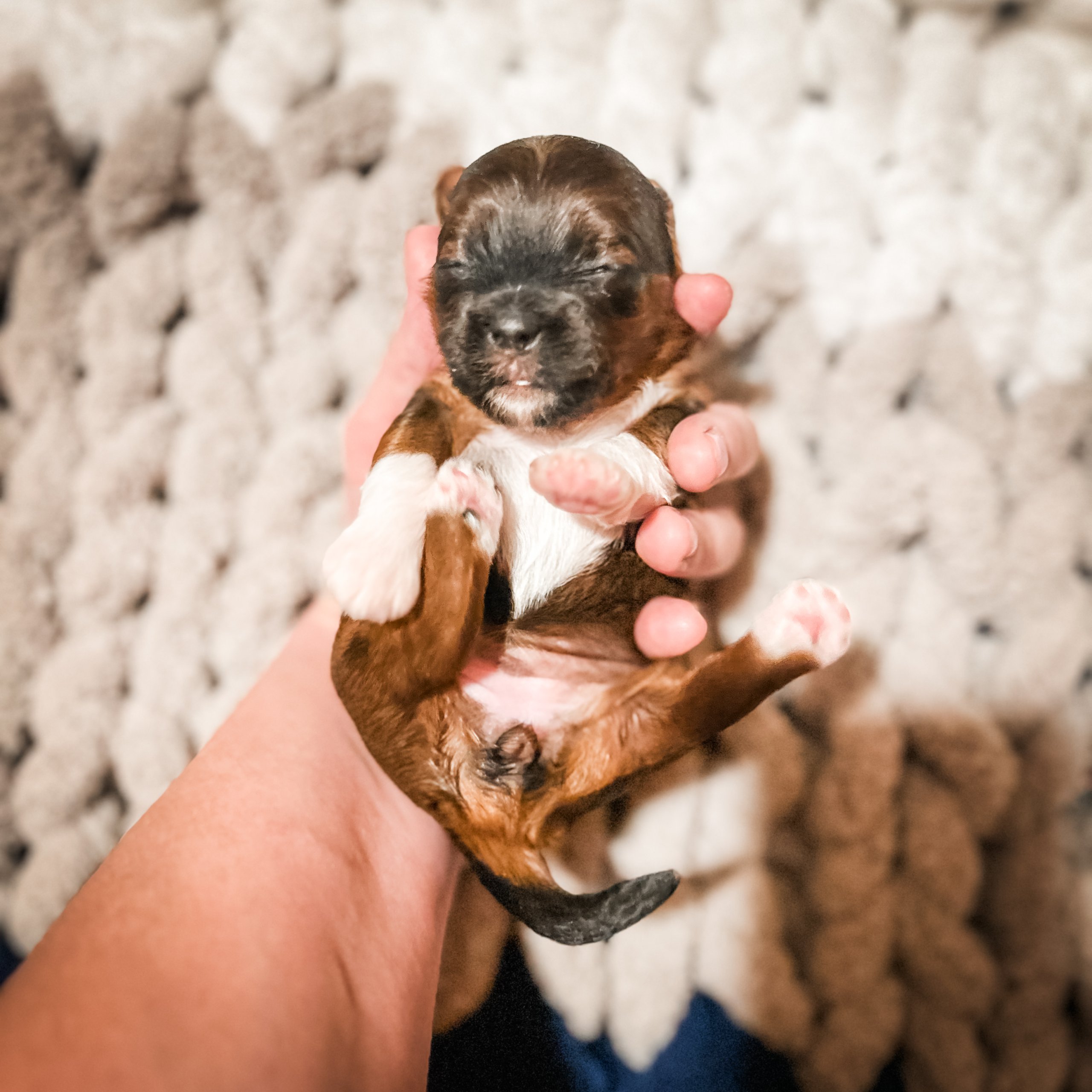 habibi bear puppy therapy dog