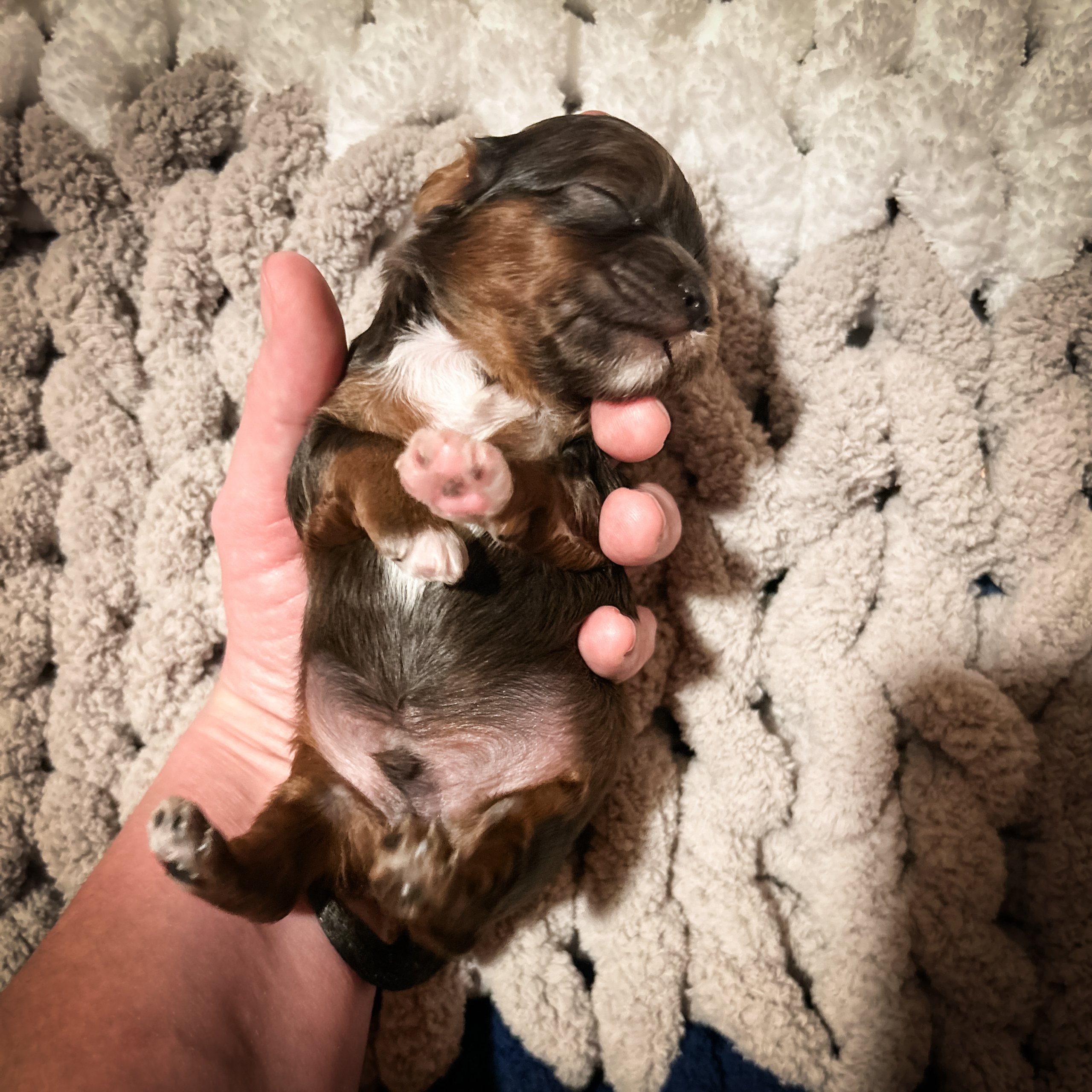 habibi bear puppy therapy dog