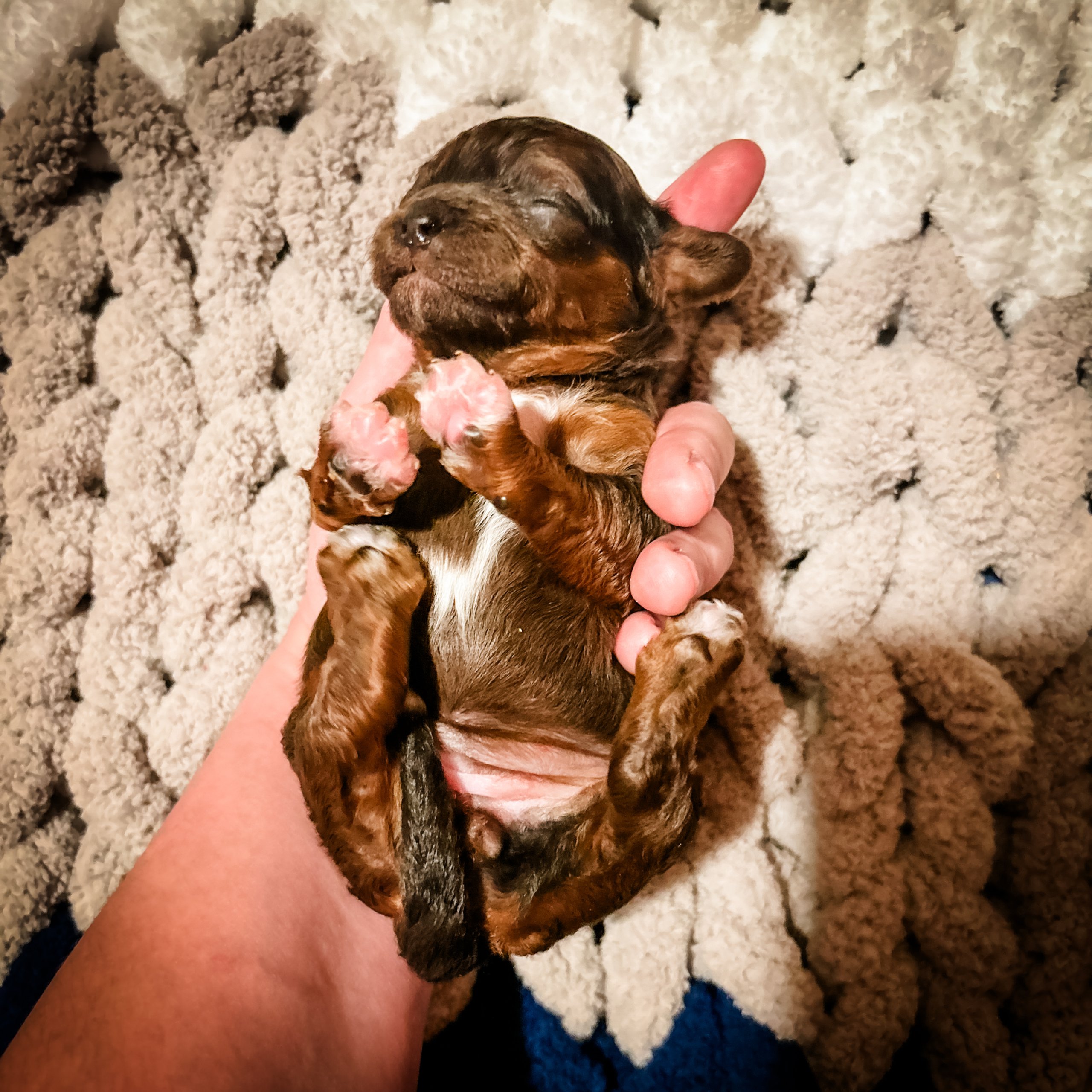 habibi bear puppy therapy dog