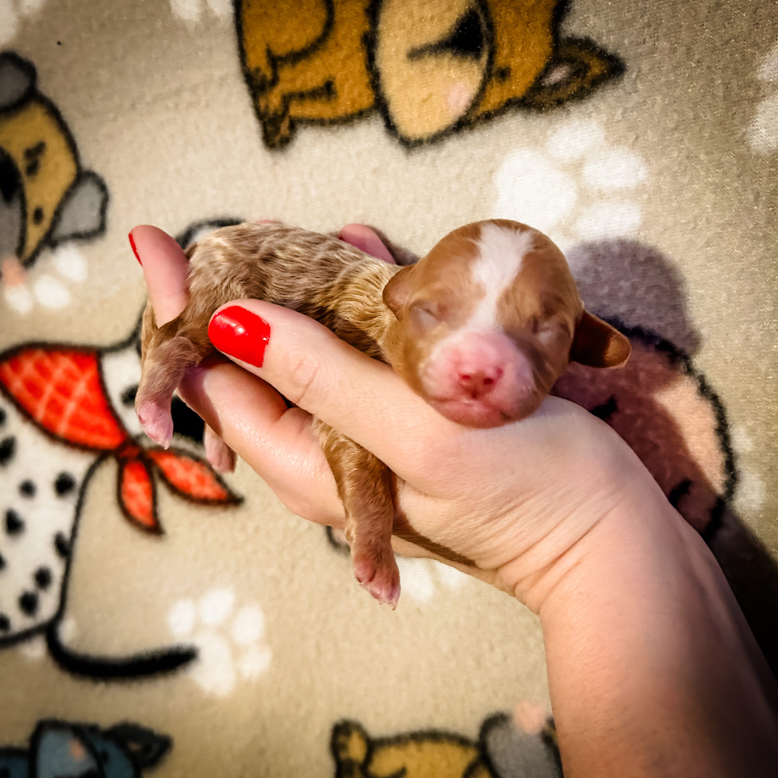 habibi bear puppy therapy dog