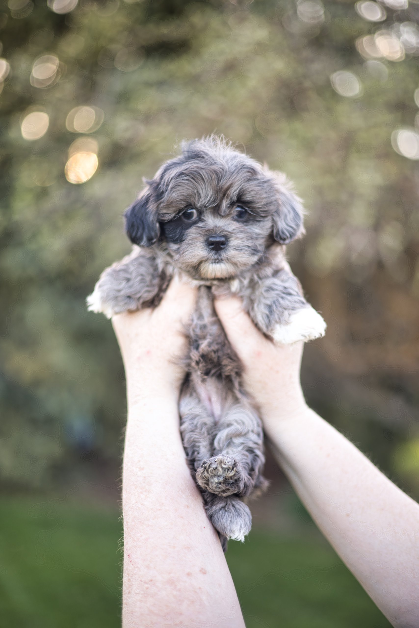 habibi bear puppy therapy dog