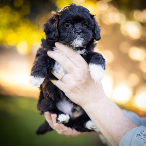 habibi bear puppy therapy dog