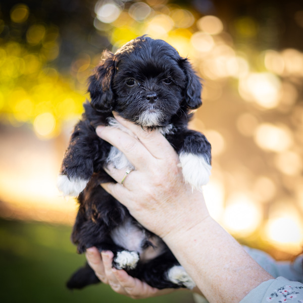 habibi bear puppy therapy dog