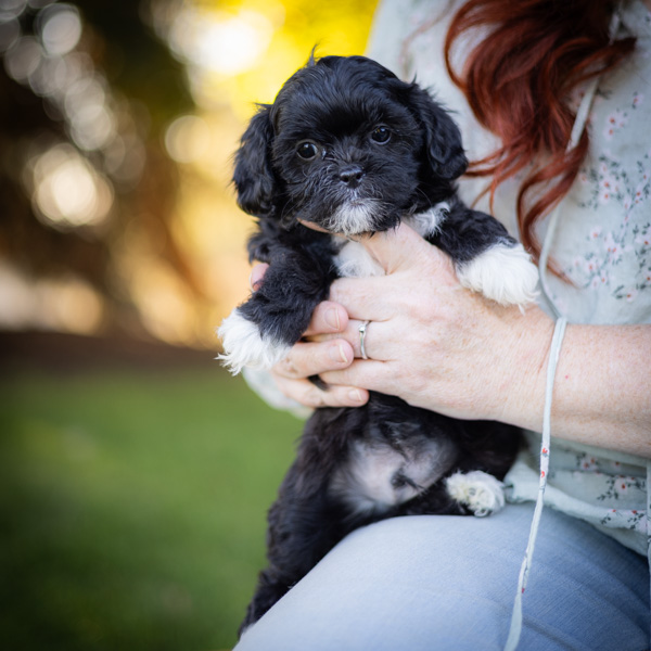 Best service support dog Habibi Bear