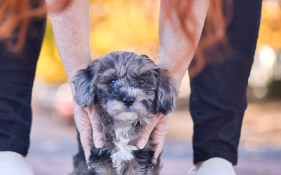 Marigold’s Garden: Mini Habibi Bear Therapy Puppies for Sale