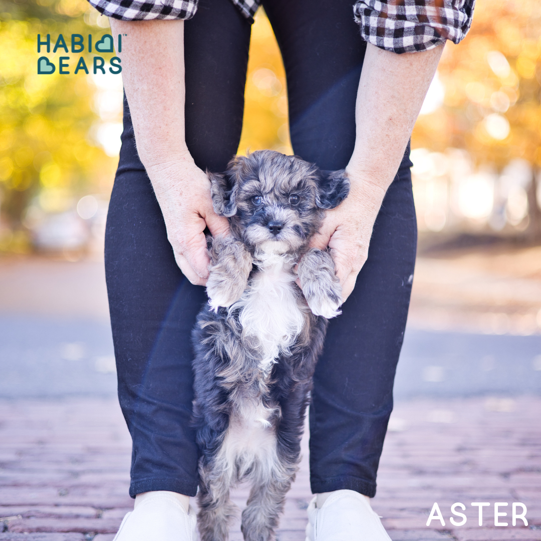 habibi bear puppy therapy dog