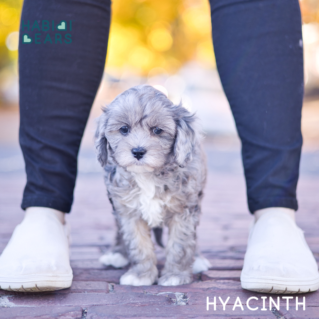 habibi bear puppy therapy dog