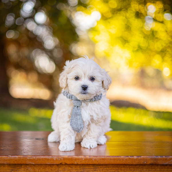 habibi bear puppy therapy dog