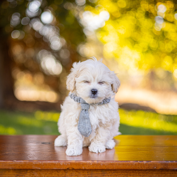 habibi bear puppy therapy dog