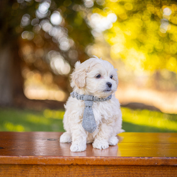 habibi bear puppy therapy dog