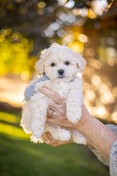 habibi bear puppy therapy dog