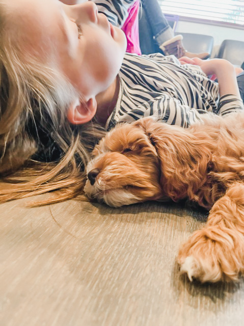 habibi bear puppy therapy dog