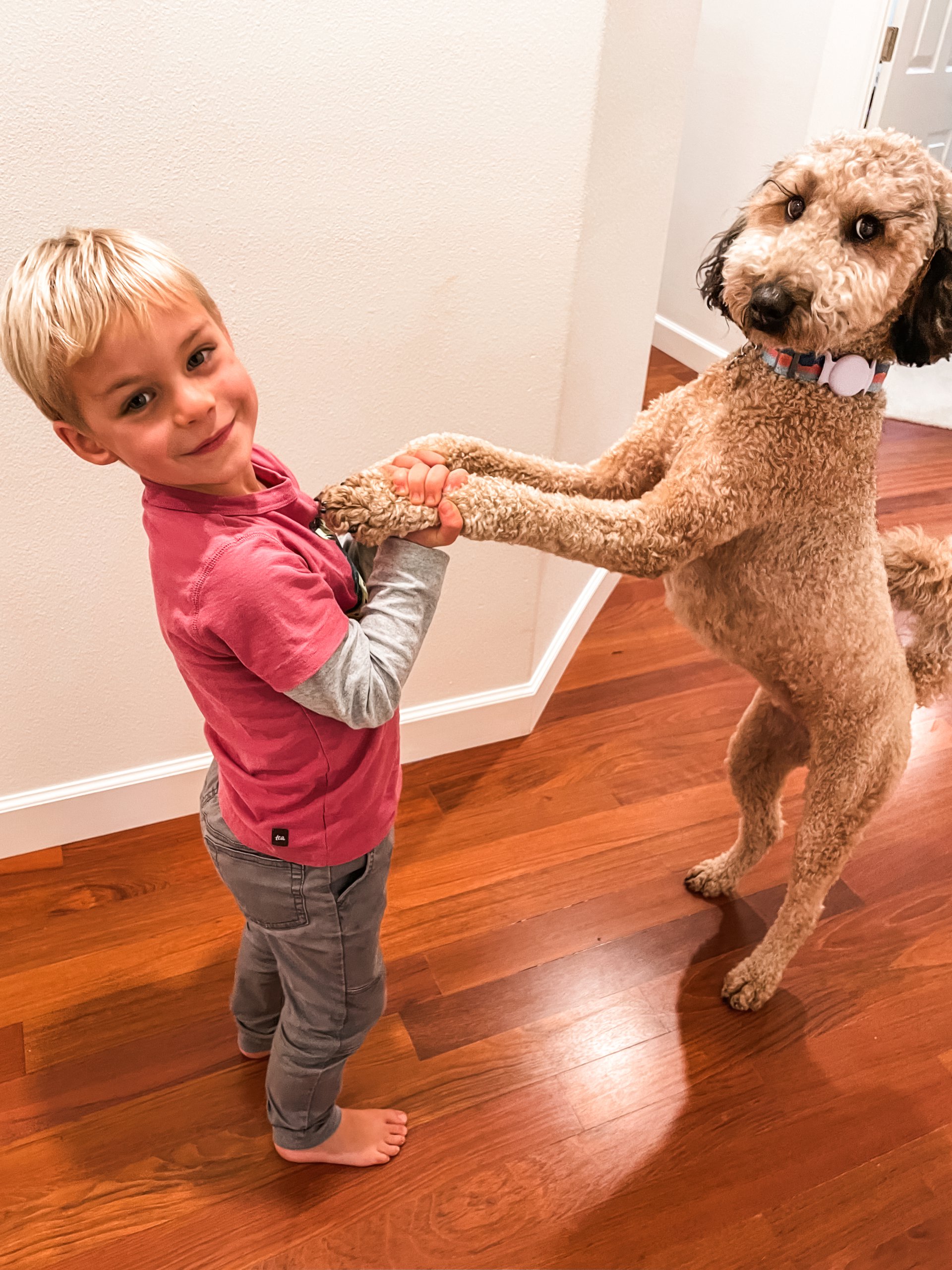 habibi bear puppy therapy dog