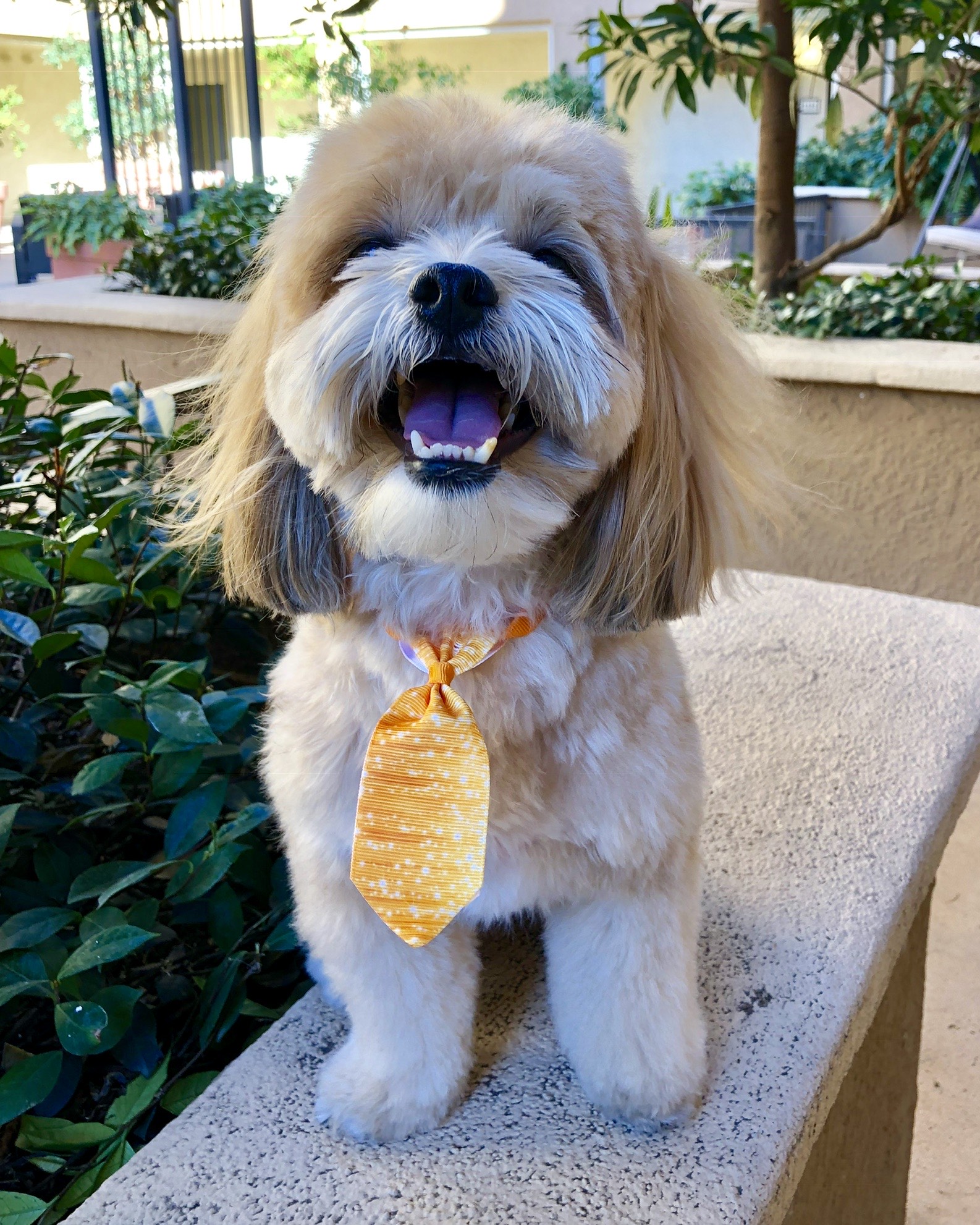 habibi bear puppy therapy dog