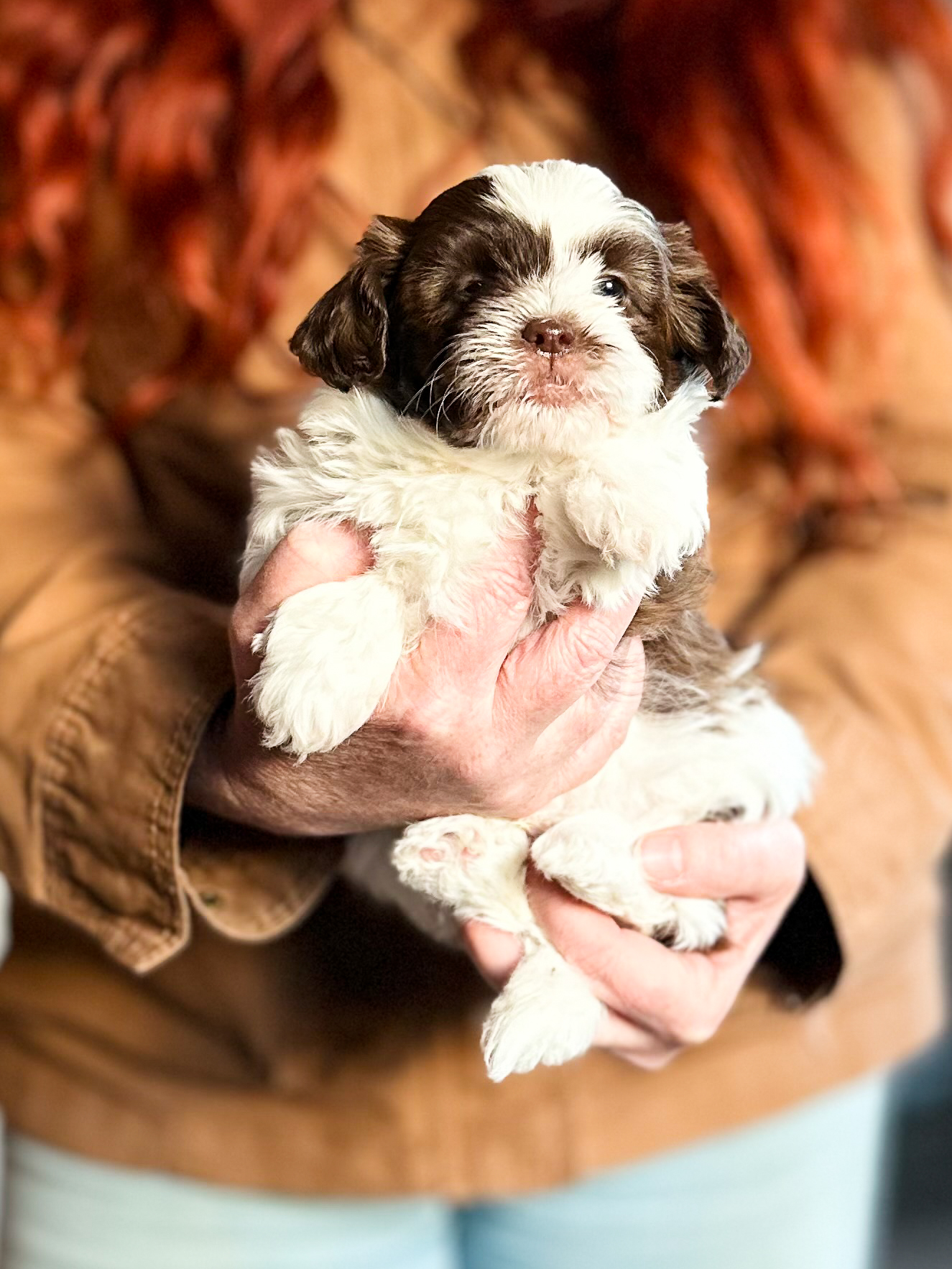 habibi bear puppy therapy dog