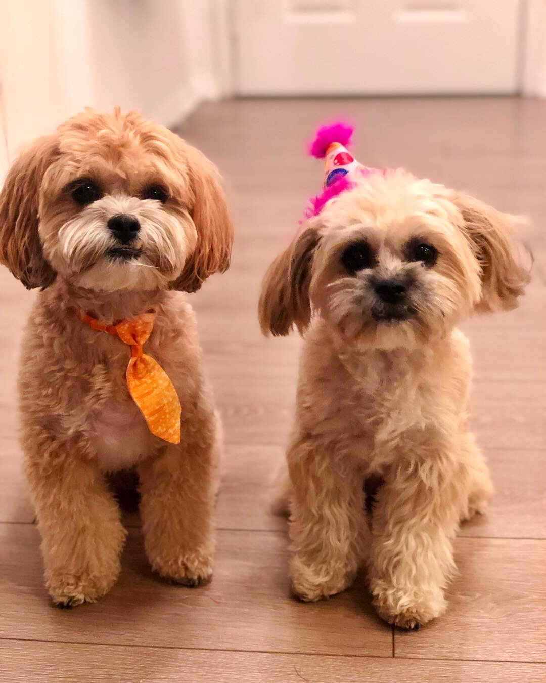 habibi bear puppy therapy dog