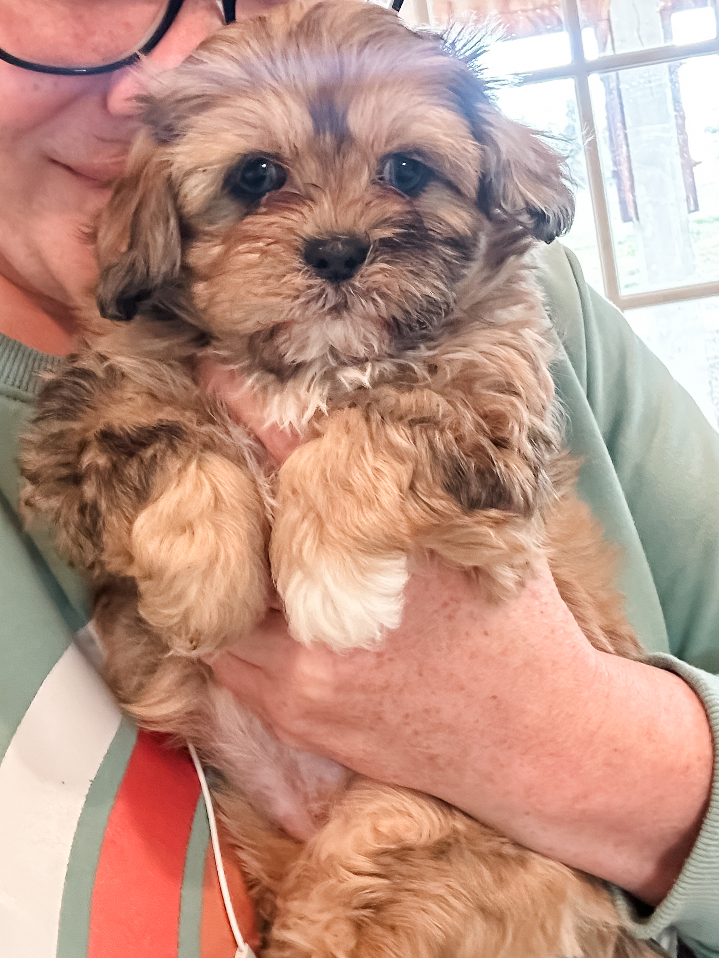 habibi bear puppy therapy dog