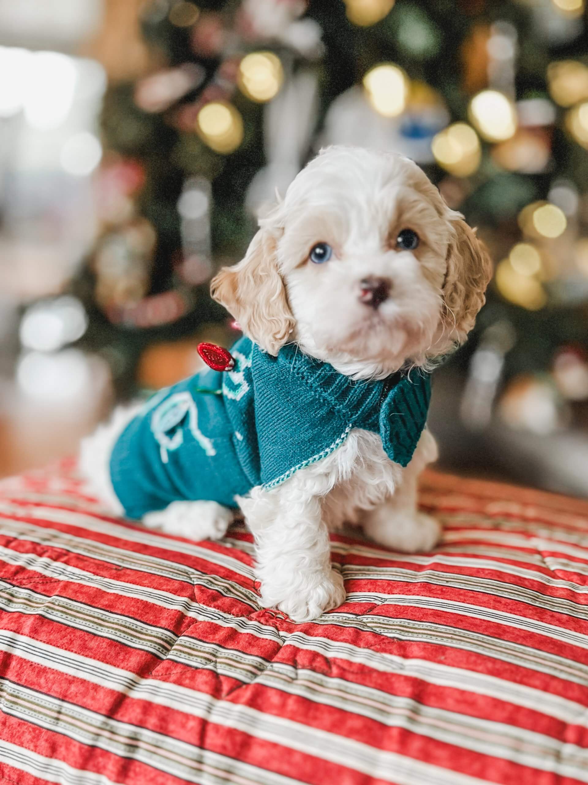 Sable hypoallergenic teacup Habibi Bear Puppy