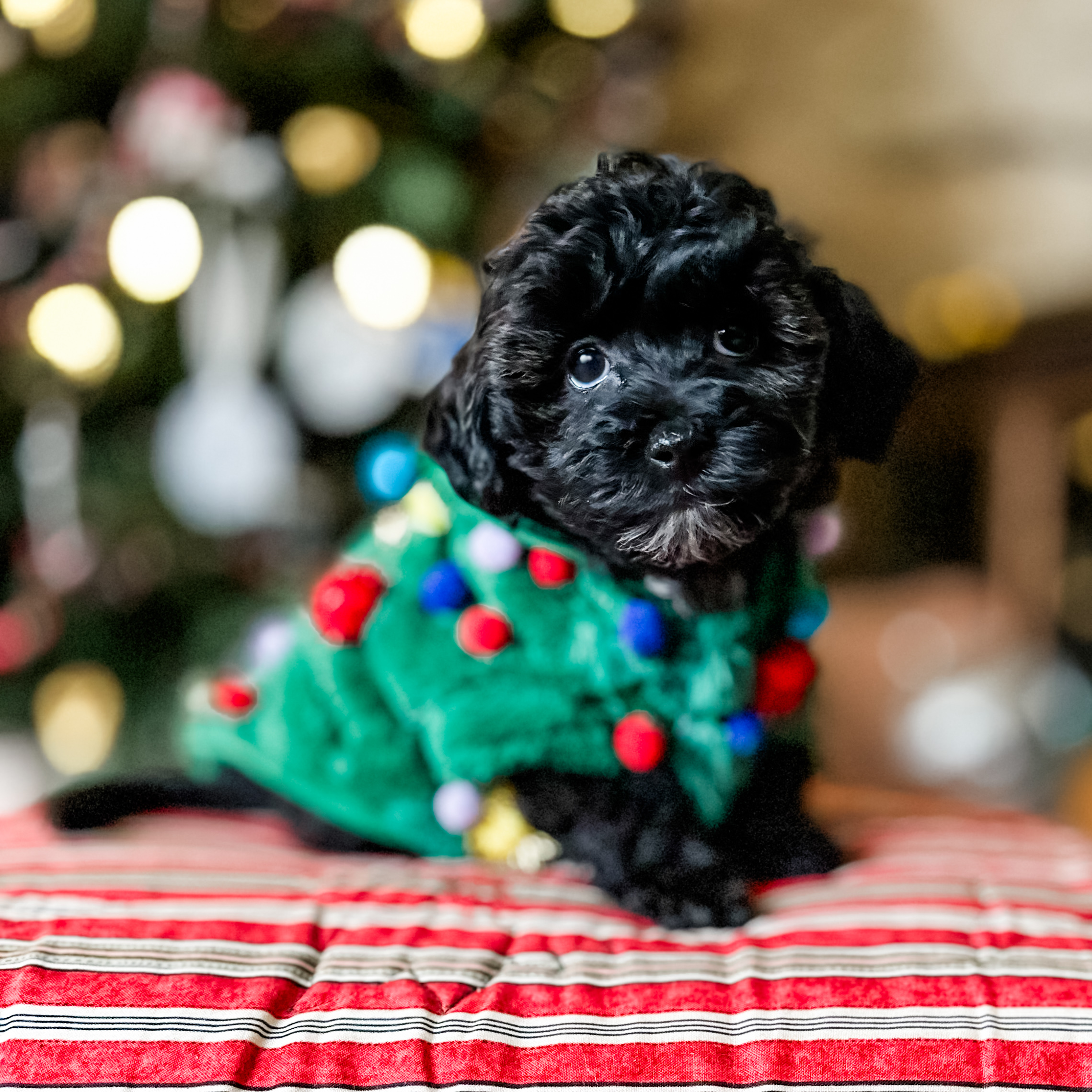 habibi bear puppy therapy dog