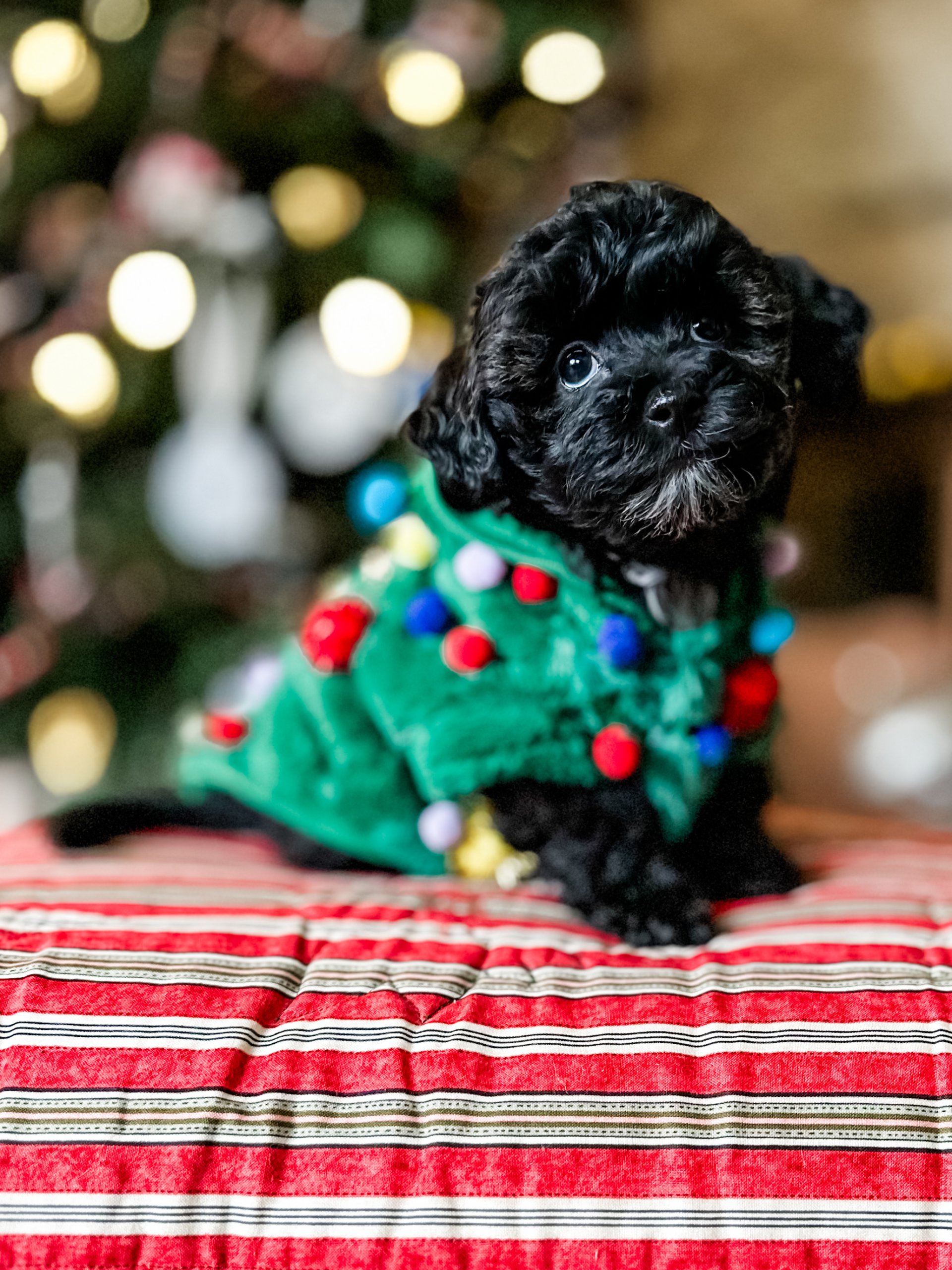 habibi bear puppy therapy dog