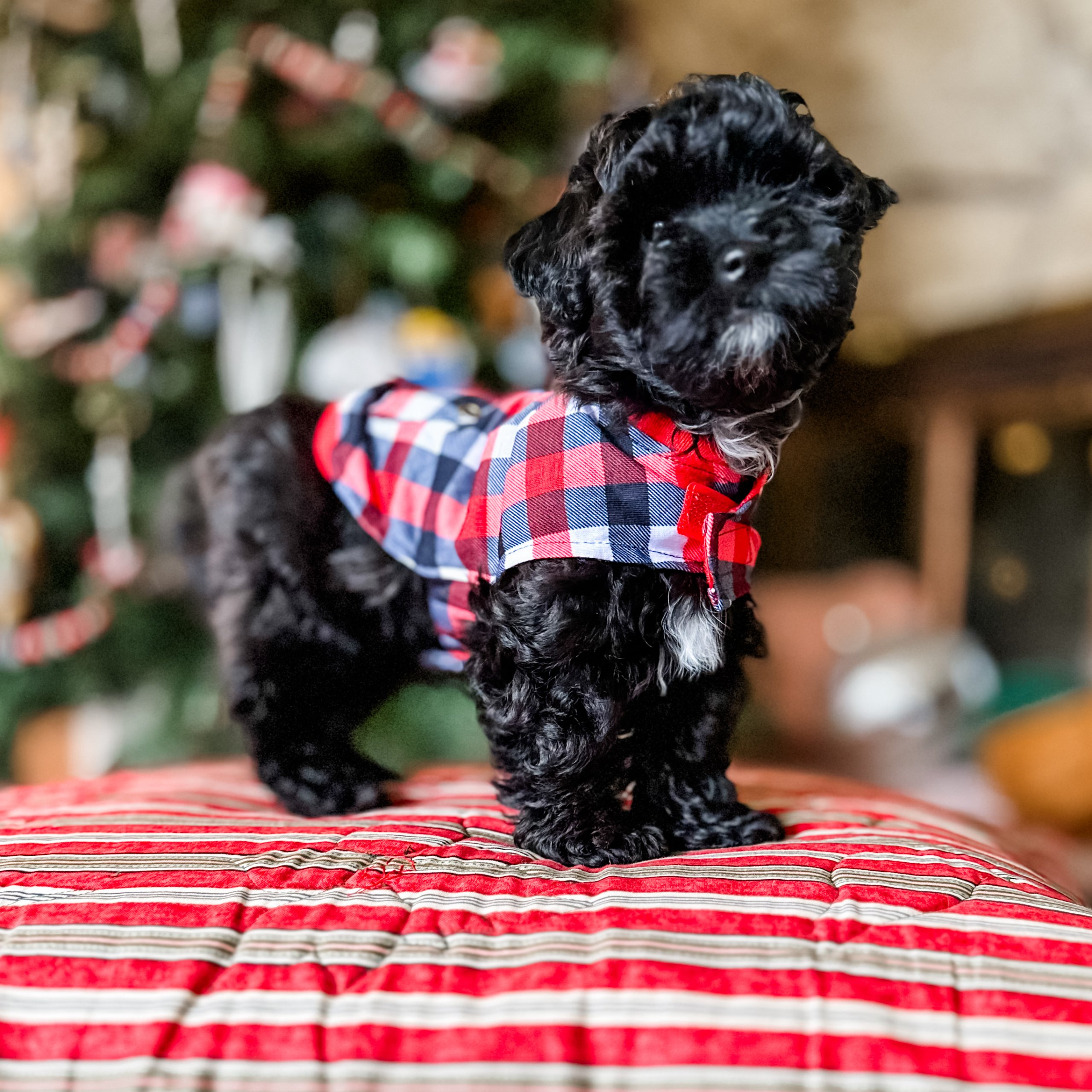 habibi bear puppy therapy dog