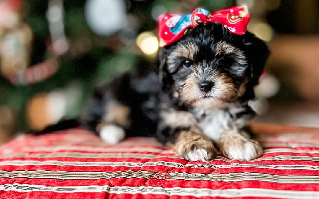 Teddy Bear Dog Puppy