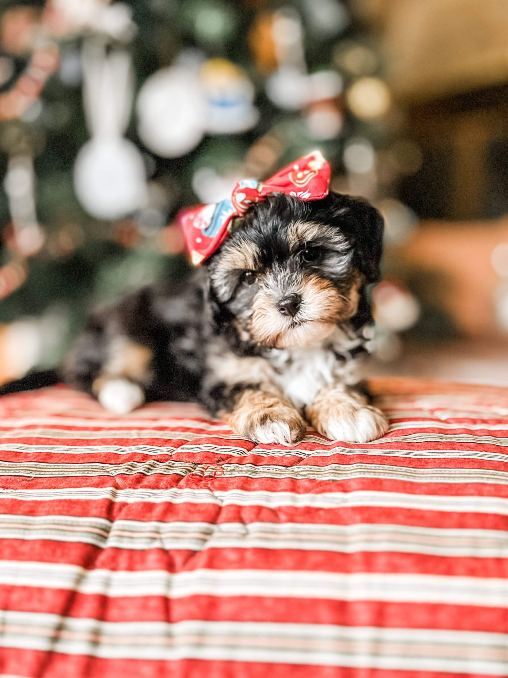 habibi bear puppy therapy dog