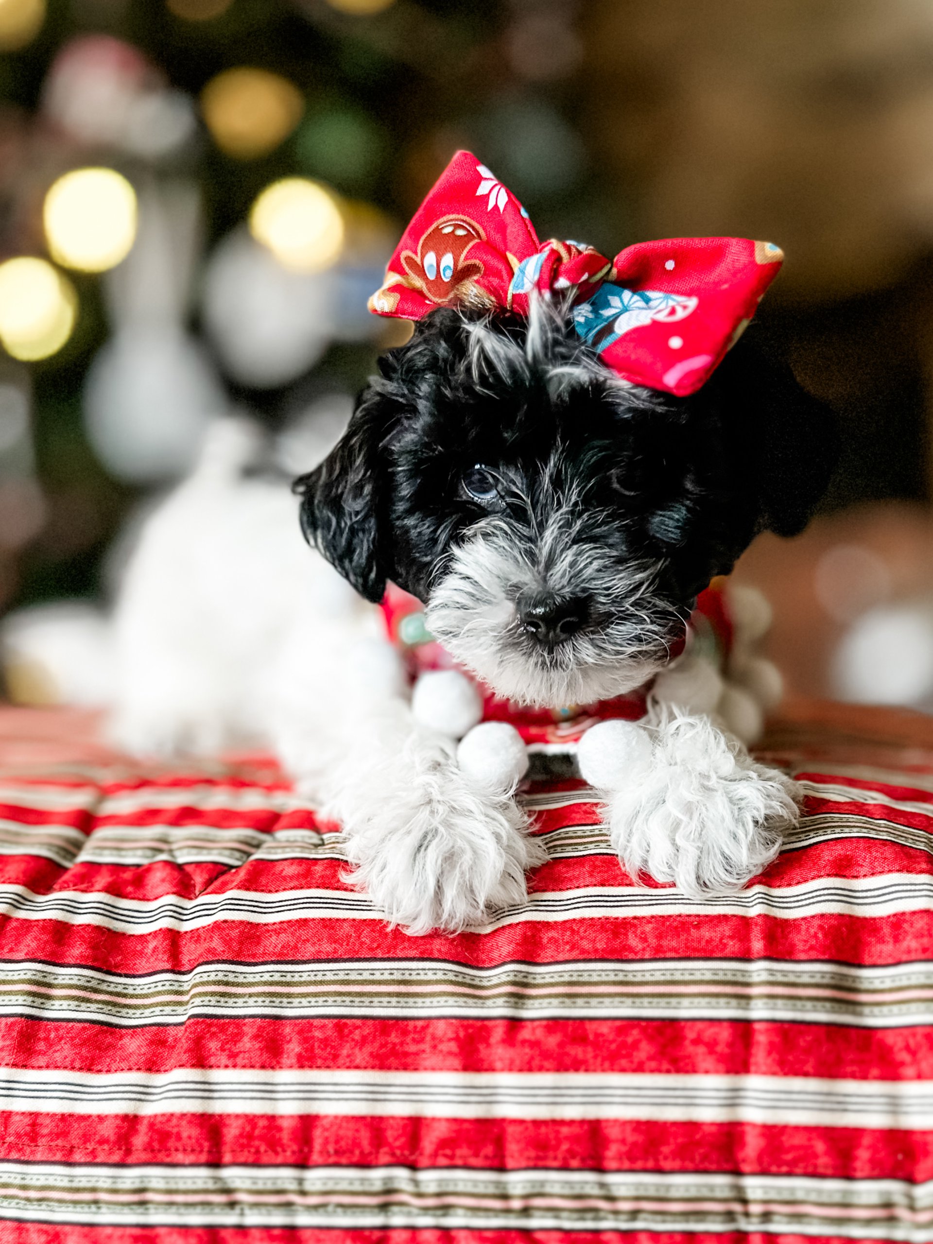 habibi bear puppy therapy dog