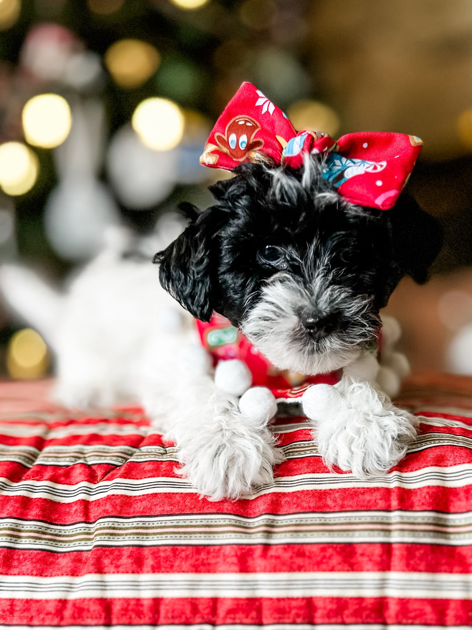 habibi bear puppy therapy dog