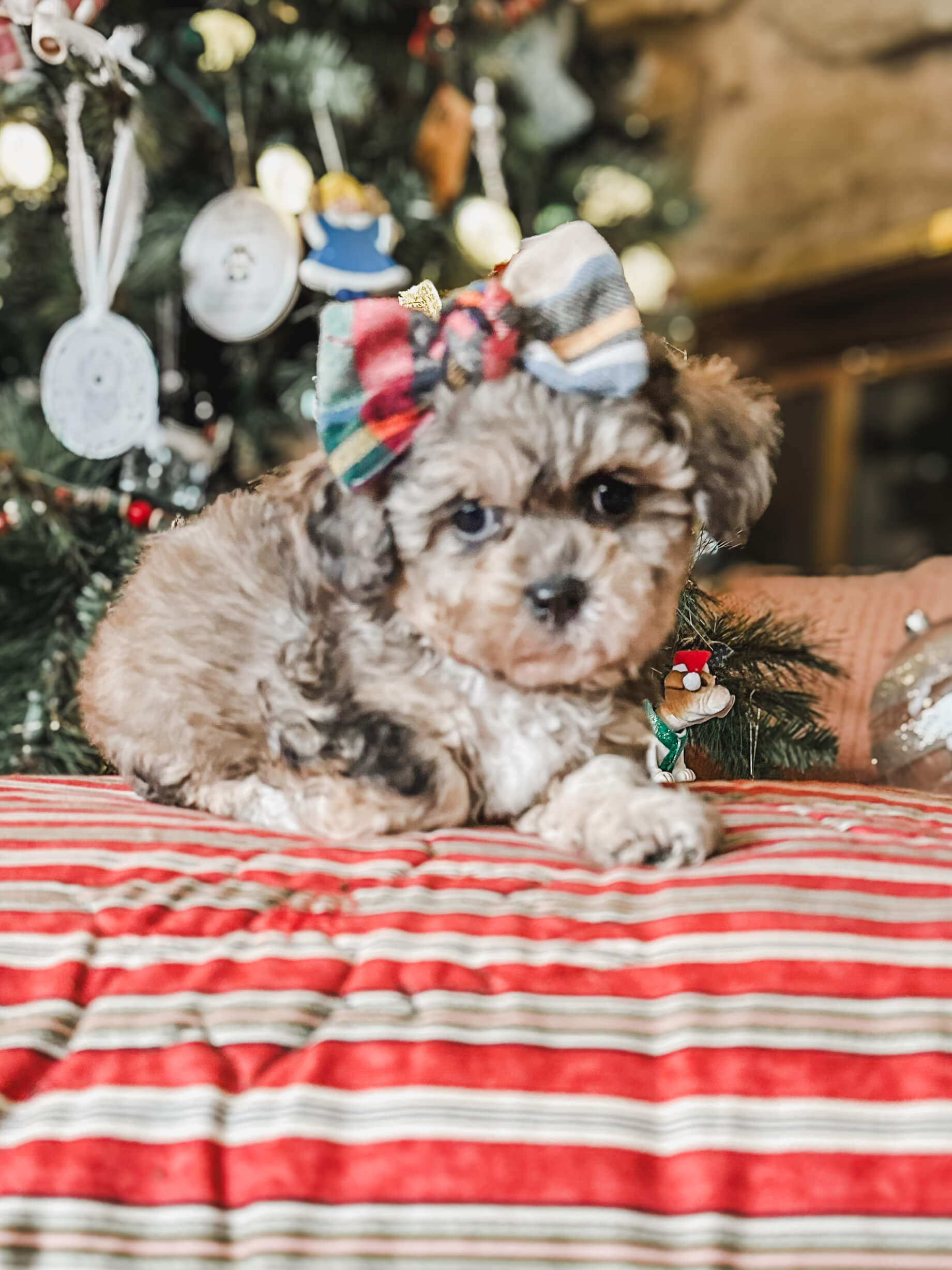 habibi bear puppy therapy dog