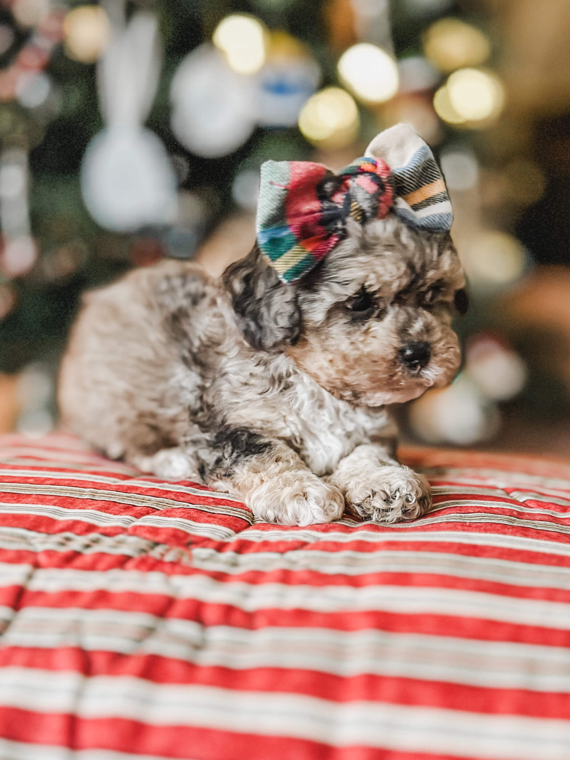 habibi bear puppy therapy dog