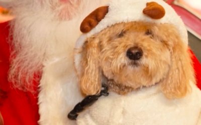 #135 – Safe and Sane Holidays: How to Create a Stress-Free Holiday Season for You and Your Habibi Bear Puppy