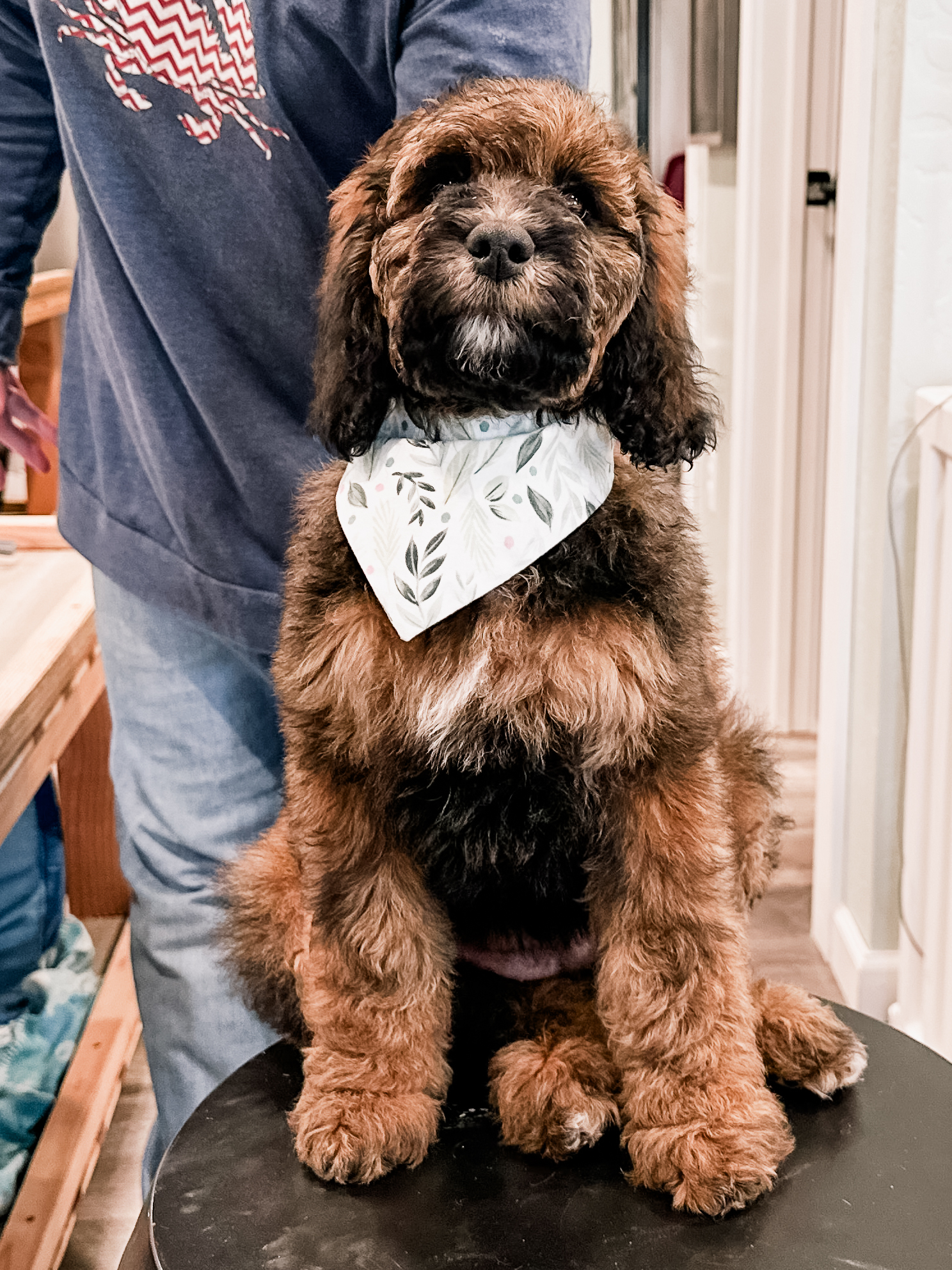 habibi bear puppy therapy dog