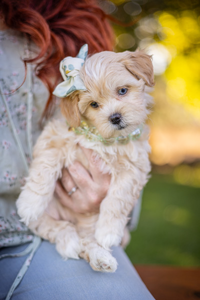 habibi bear puppy therapy dog