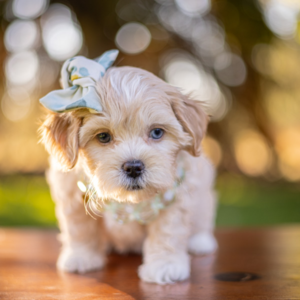 habibi bear puppy therapy dog