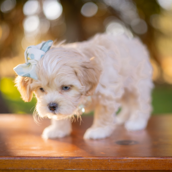 habibi bear puppy therapy dog