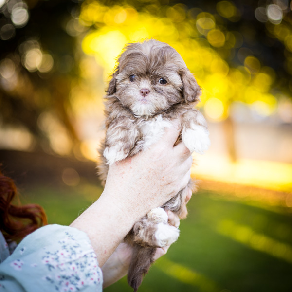 habibi bear puppy therapy dog